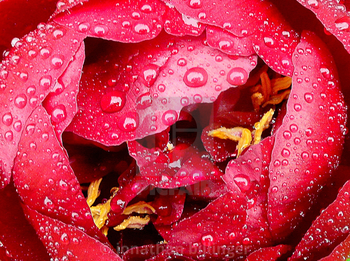 "Paeonia 2" stock image