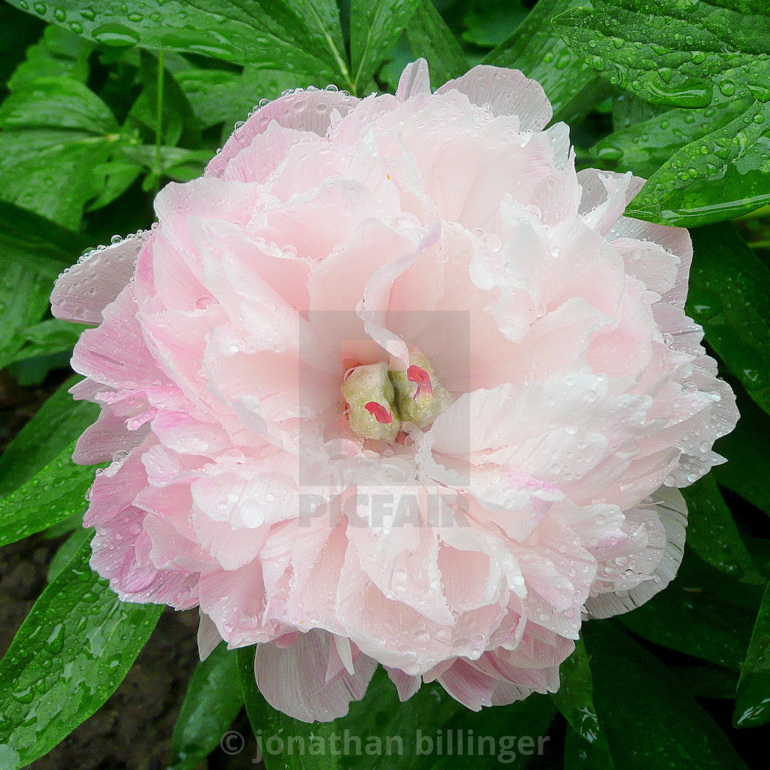 "Paeonia 3" stock image