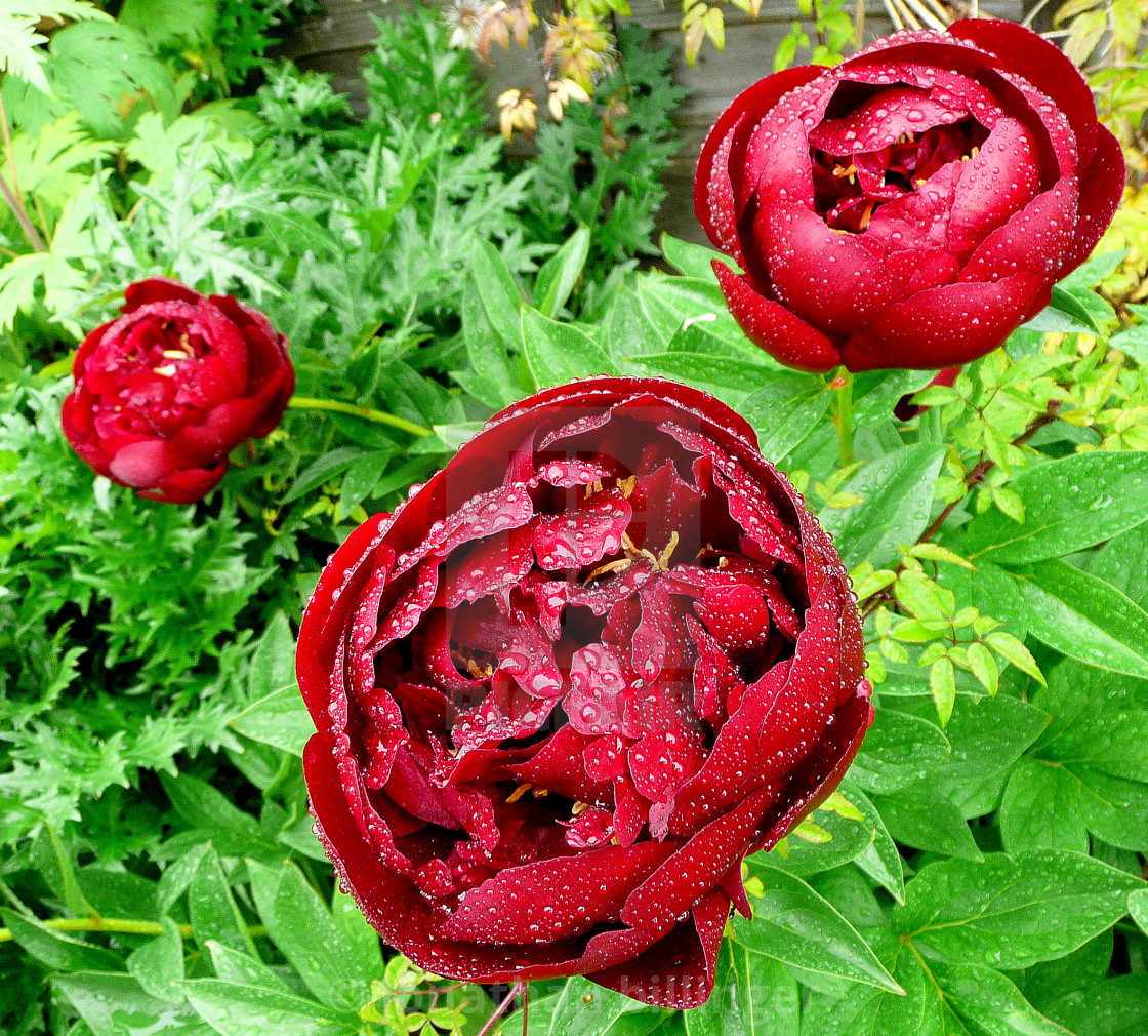 "Paeonia 4" stock image