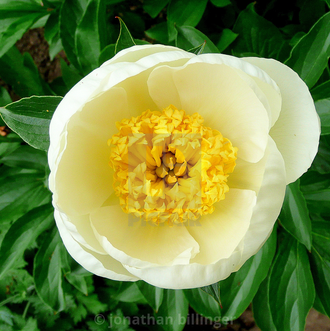 "Paeonia 5" stock image