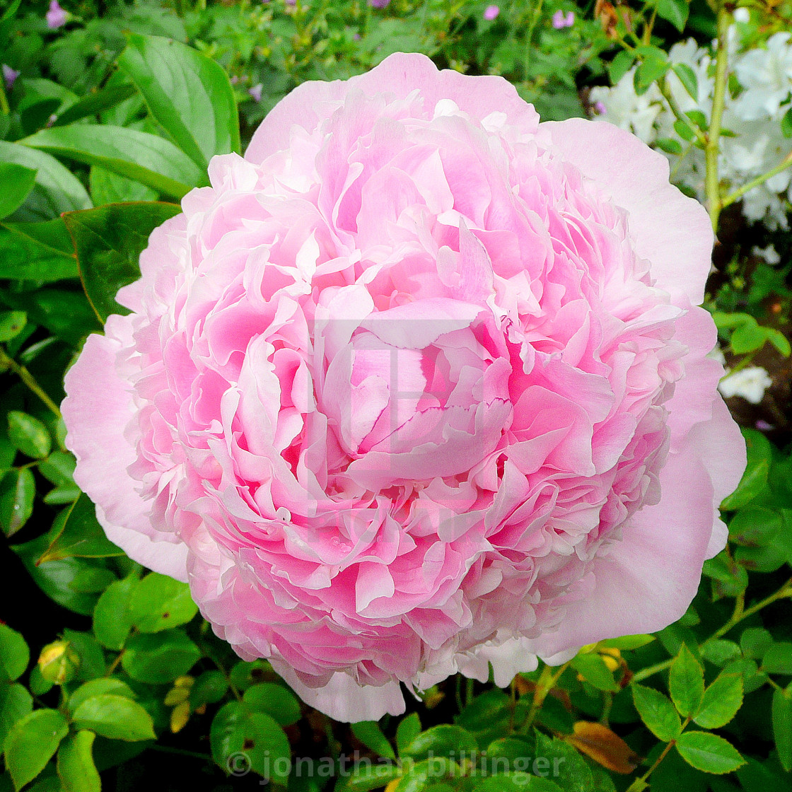 "Paeonia 6" stock image