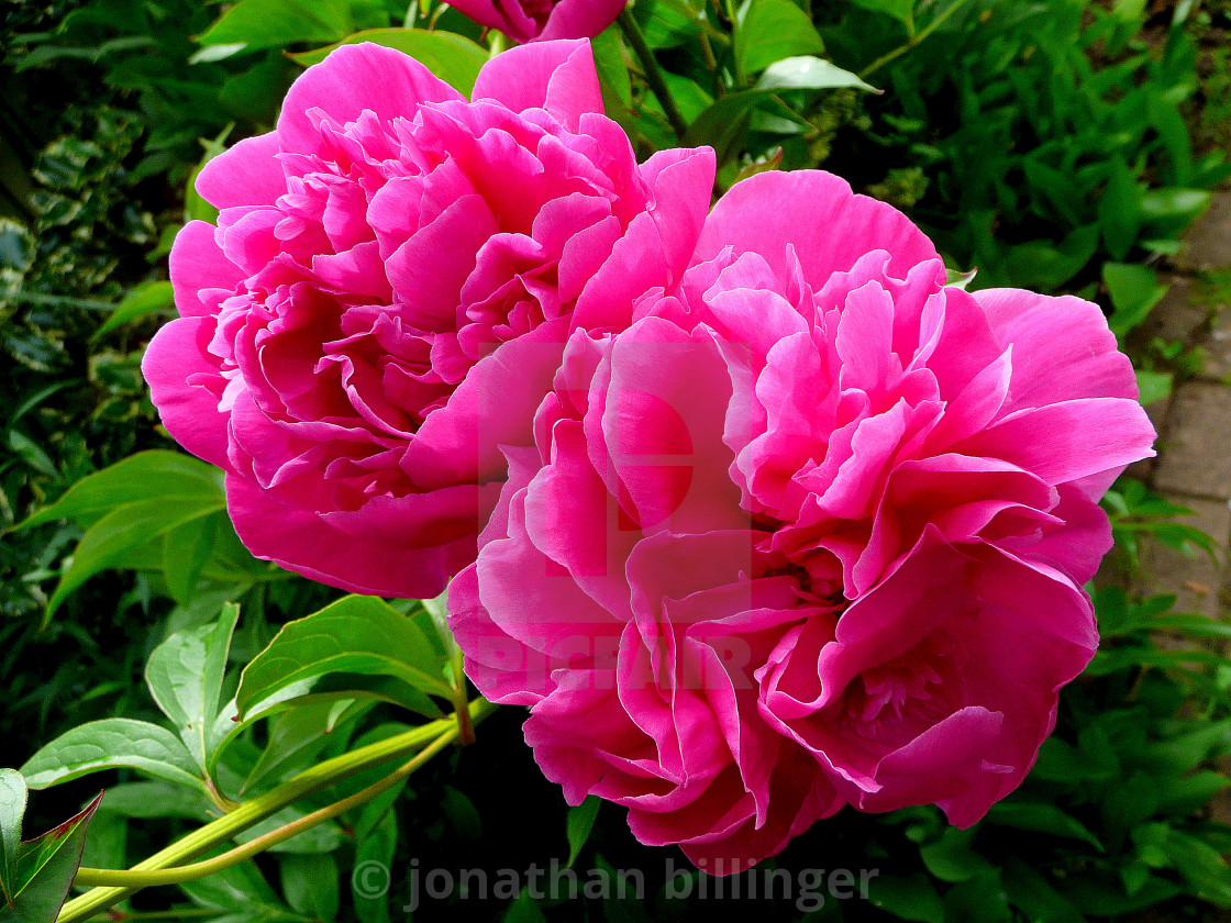 "Paeonia 7" stock image