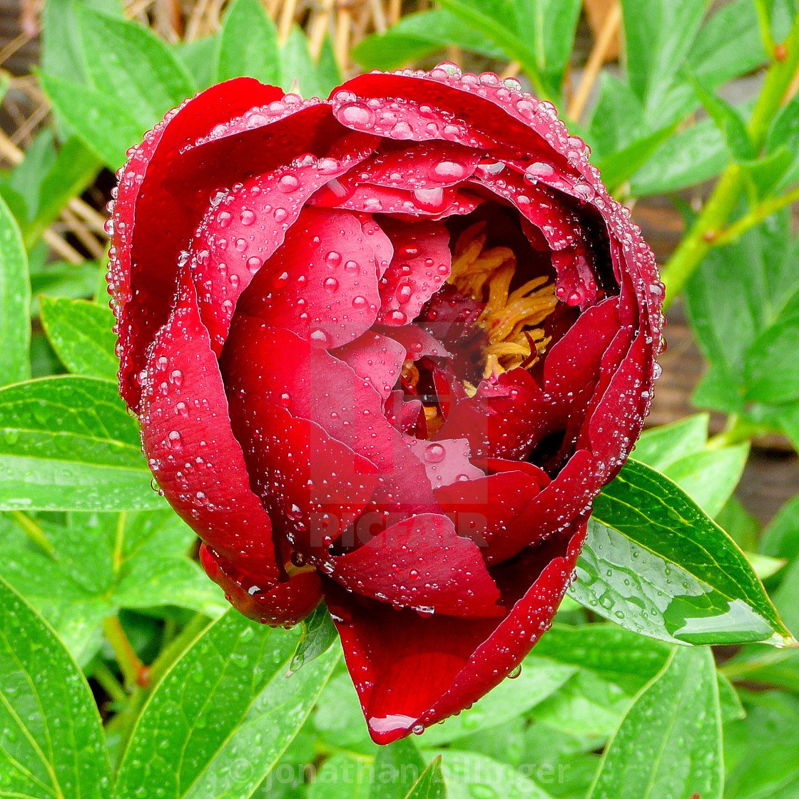 "Paeonia 9" stock image