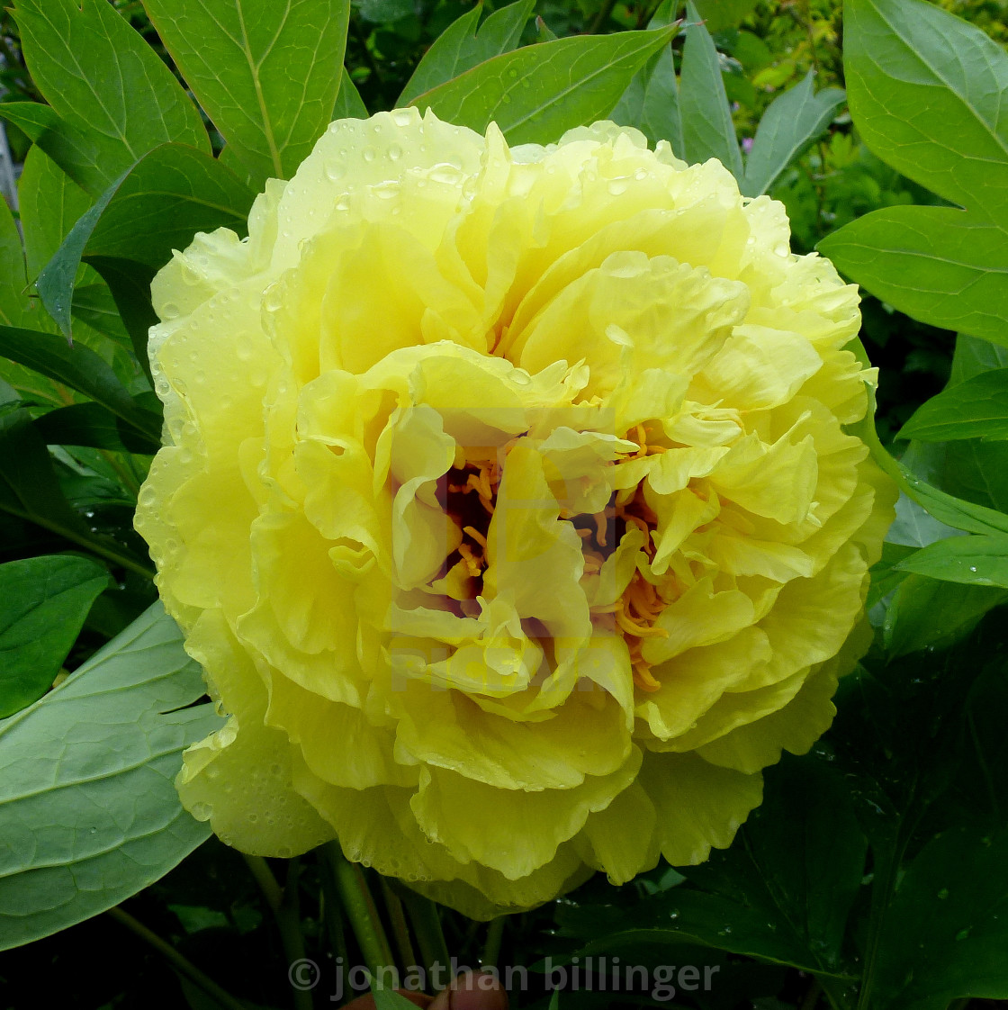 "Paeonia 10" stock image