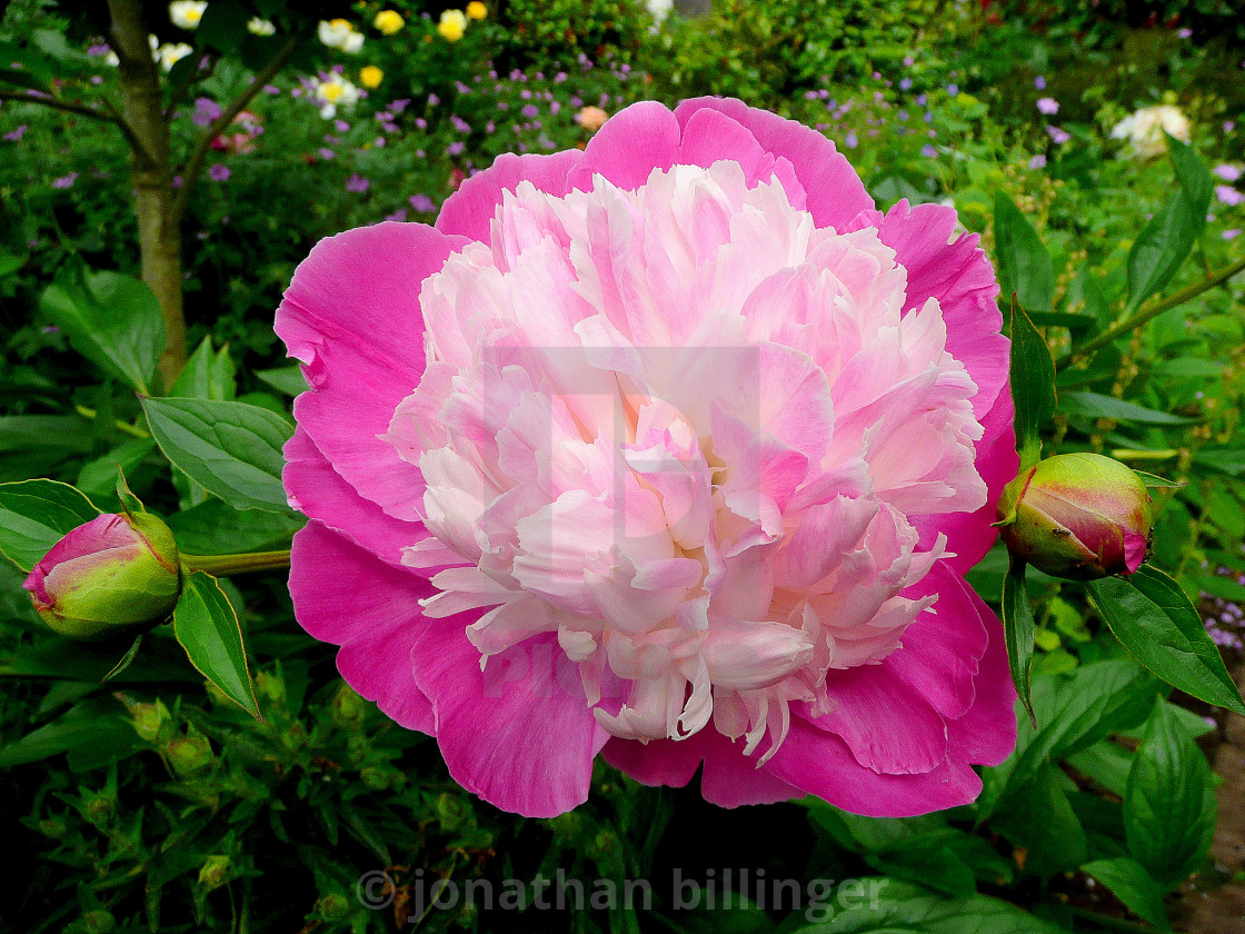 "Paeonia 12" stock image