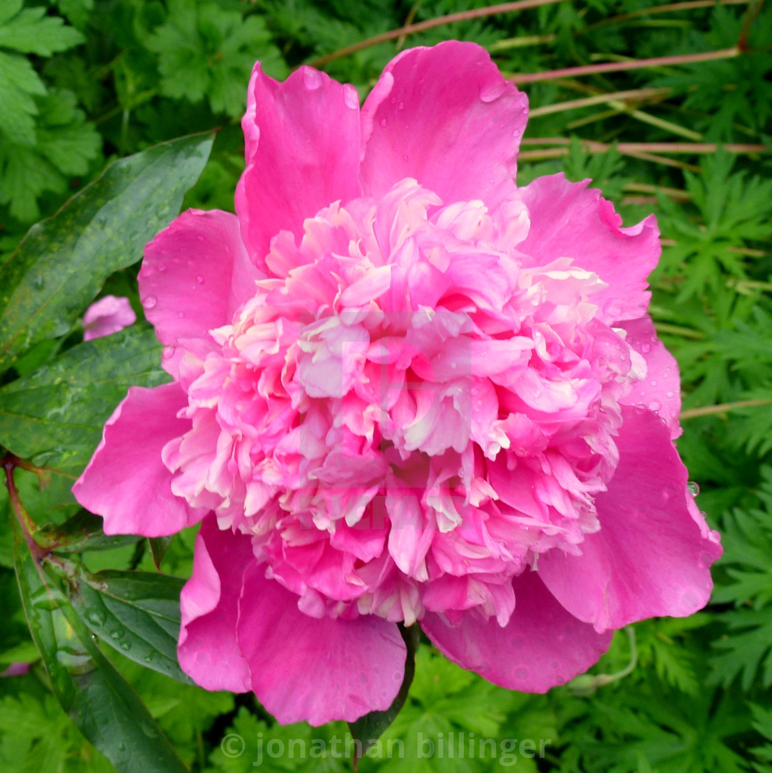 "Paeonia 13" stock image