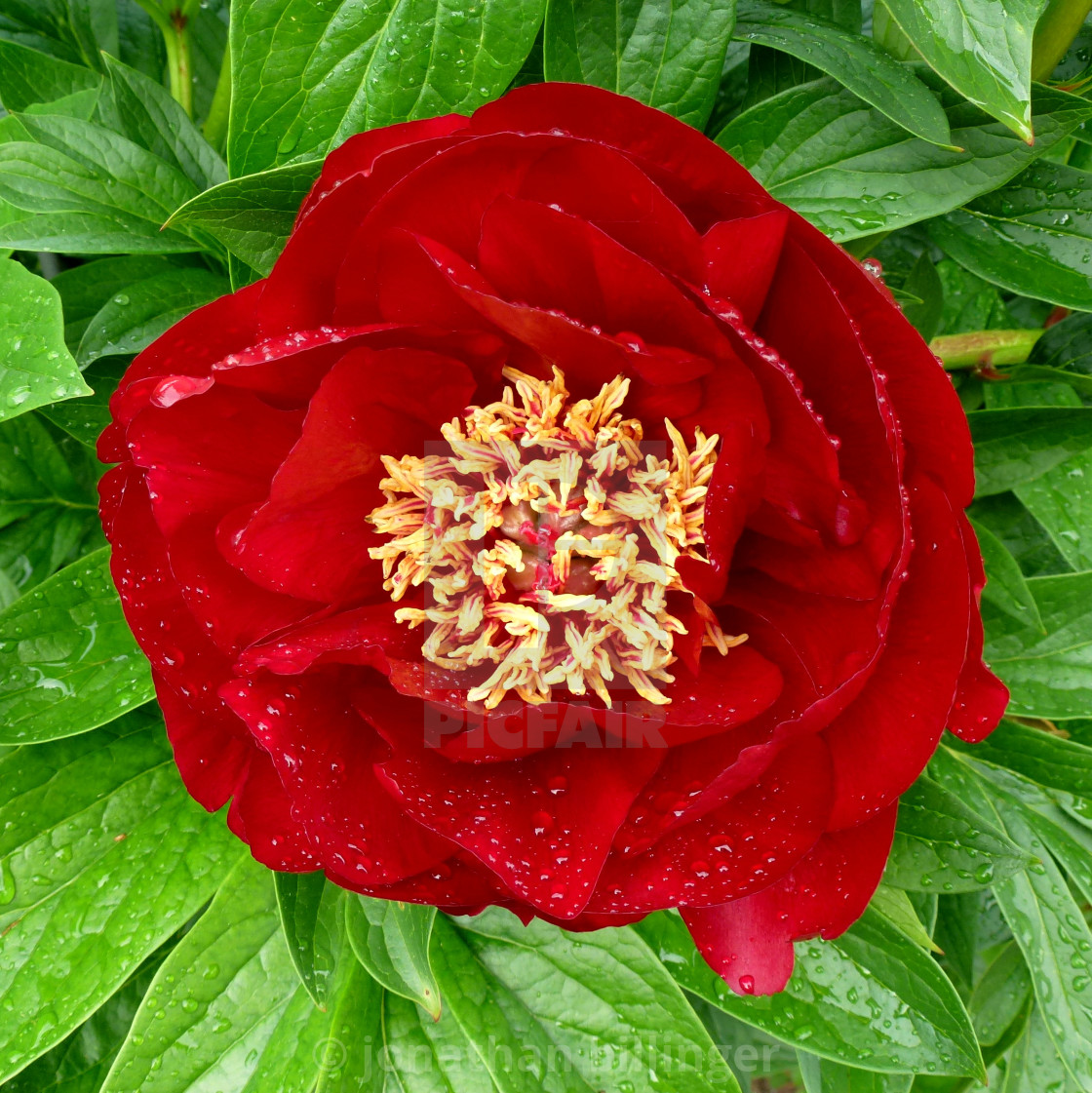 "Paeonia 14" stock image