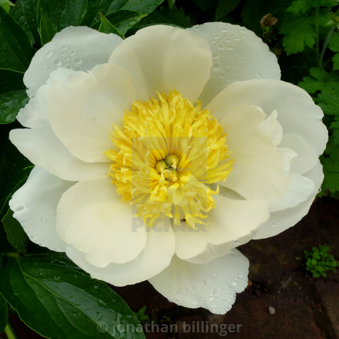 "Paeonia 15" stock image