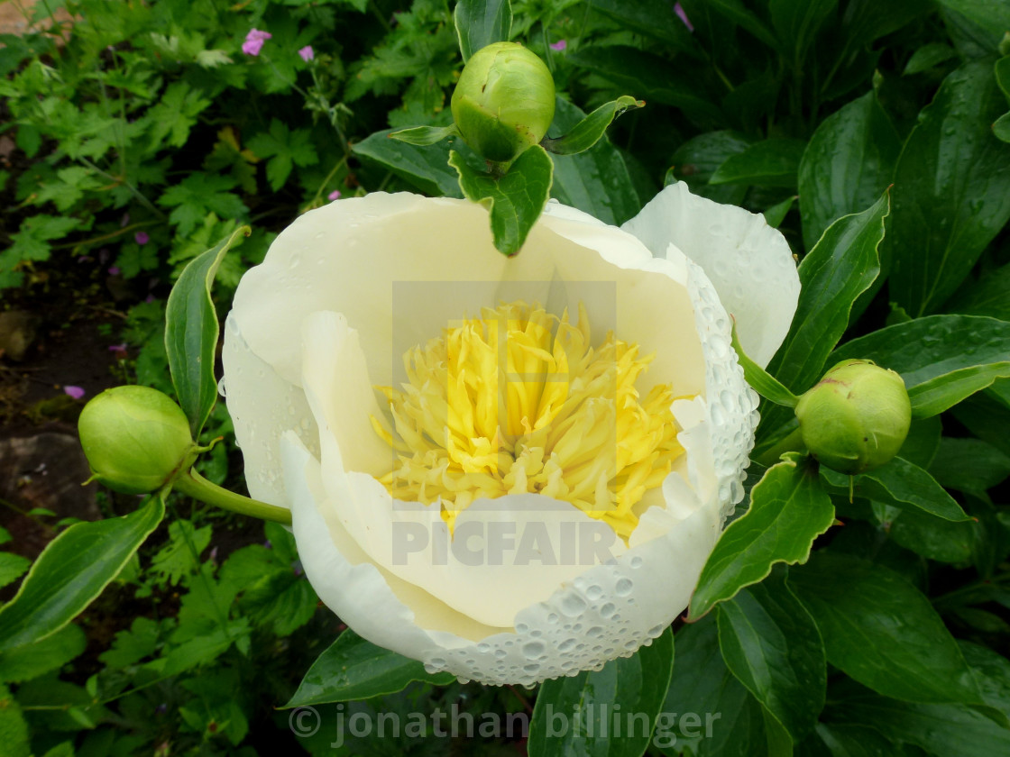 "Paeonia 16" stock image