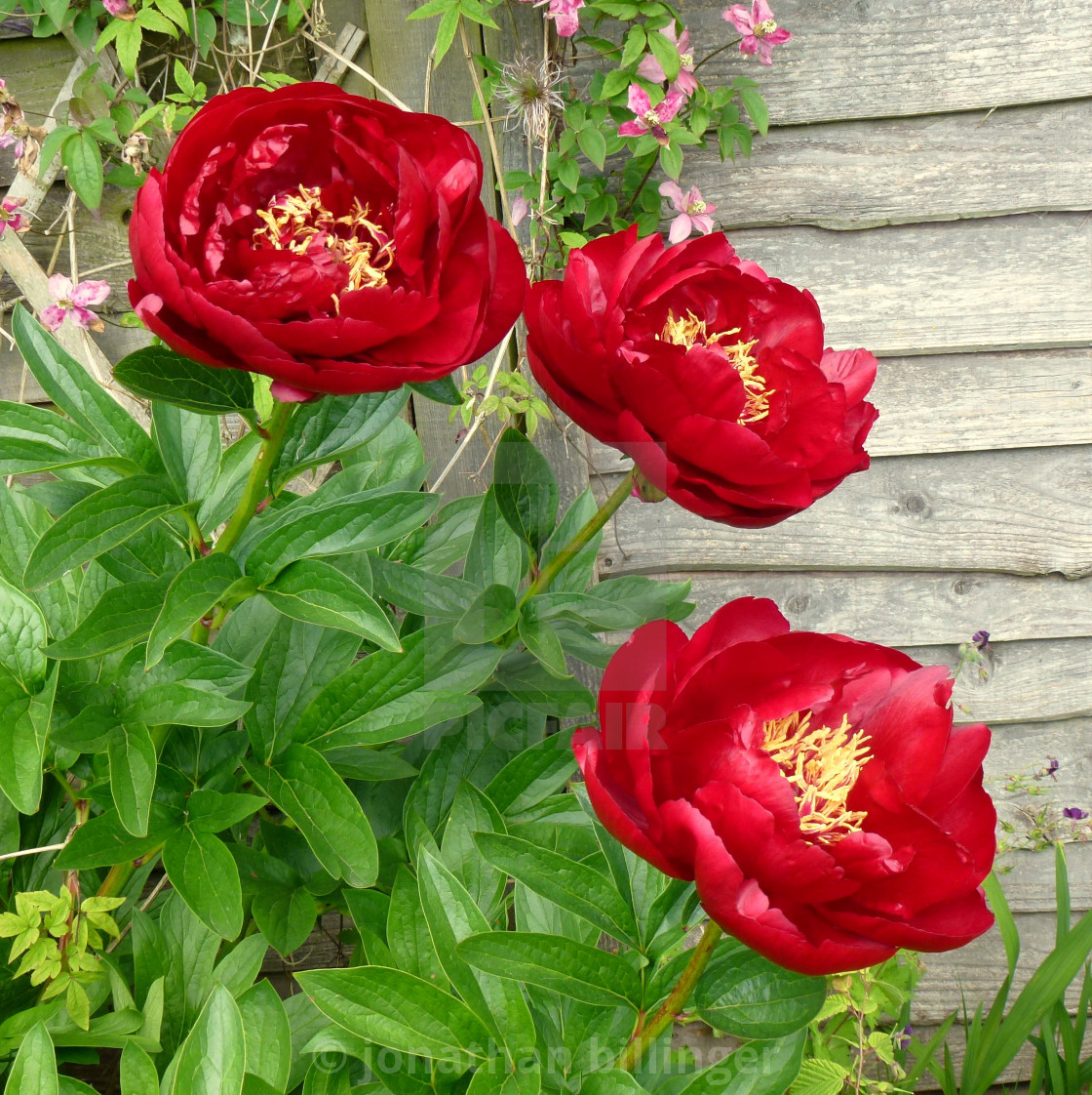 "Paeonia 17" stock image