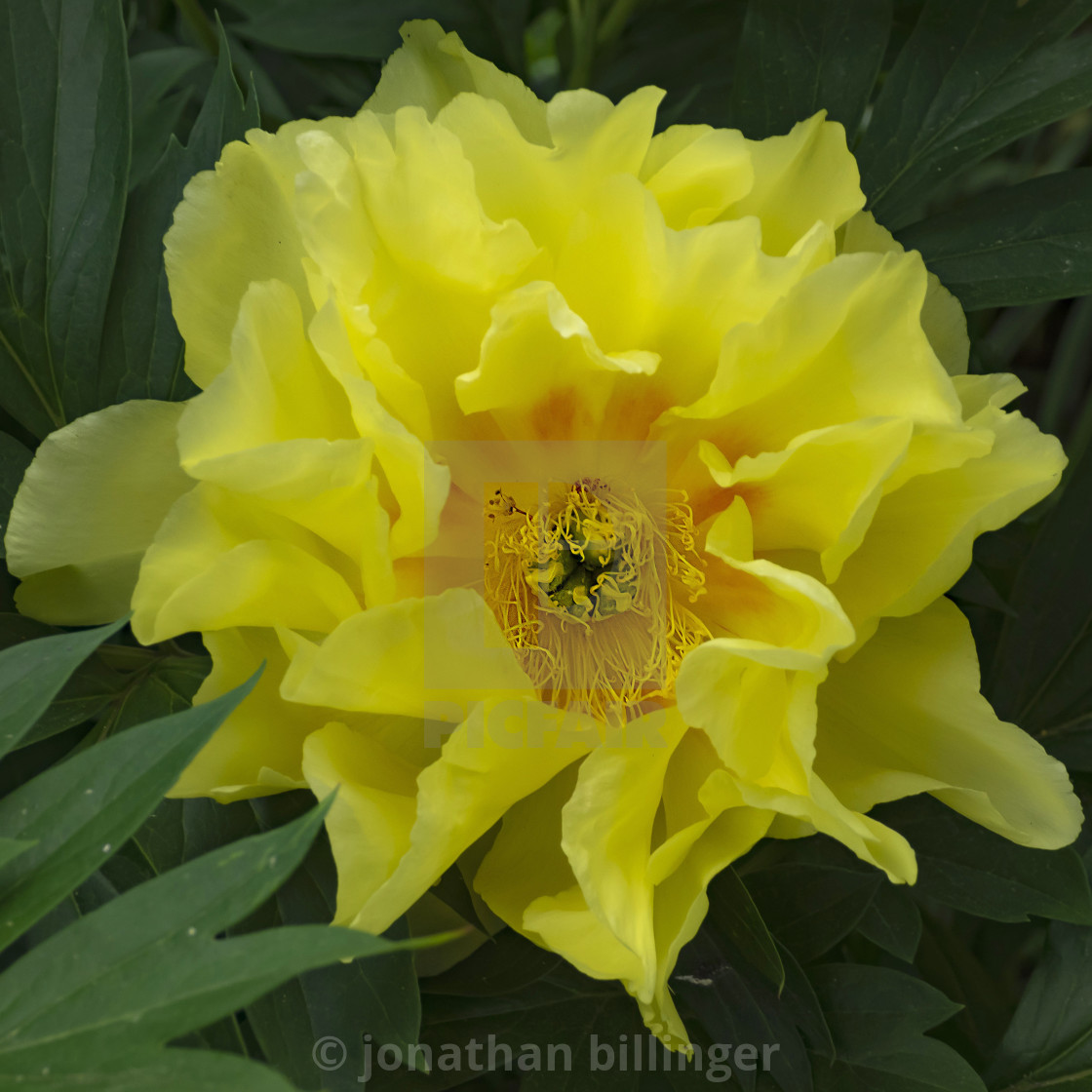 "Paeonia 18" stock image