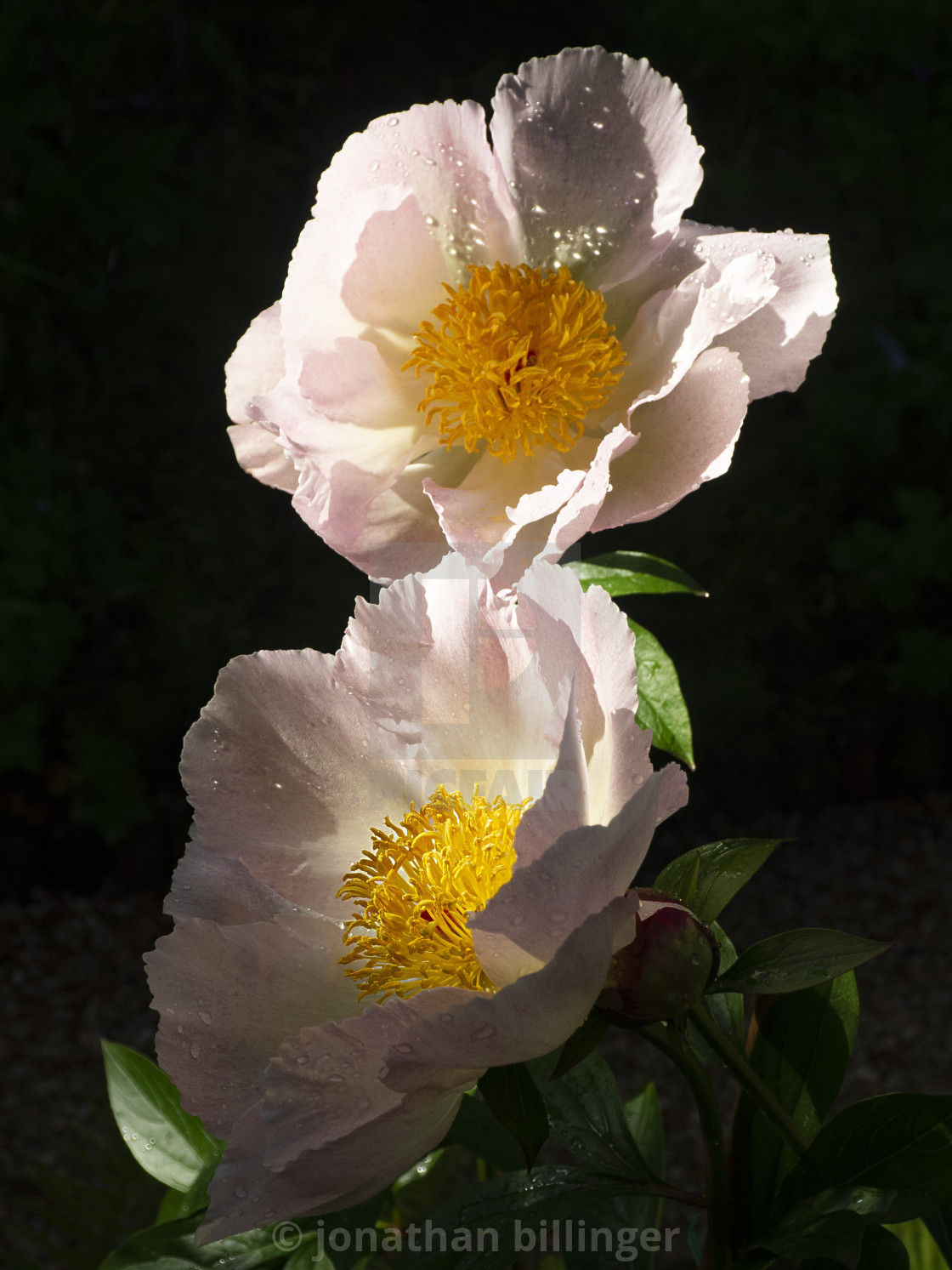 "Paeonia 19" stock image