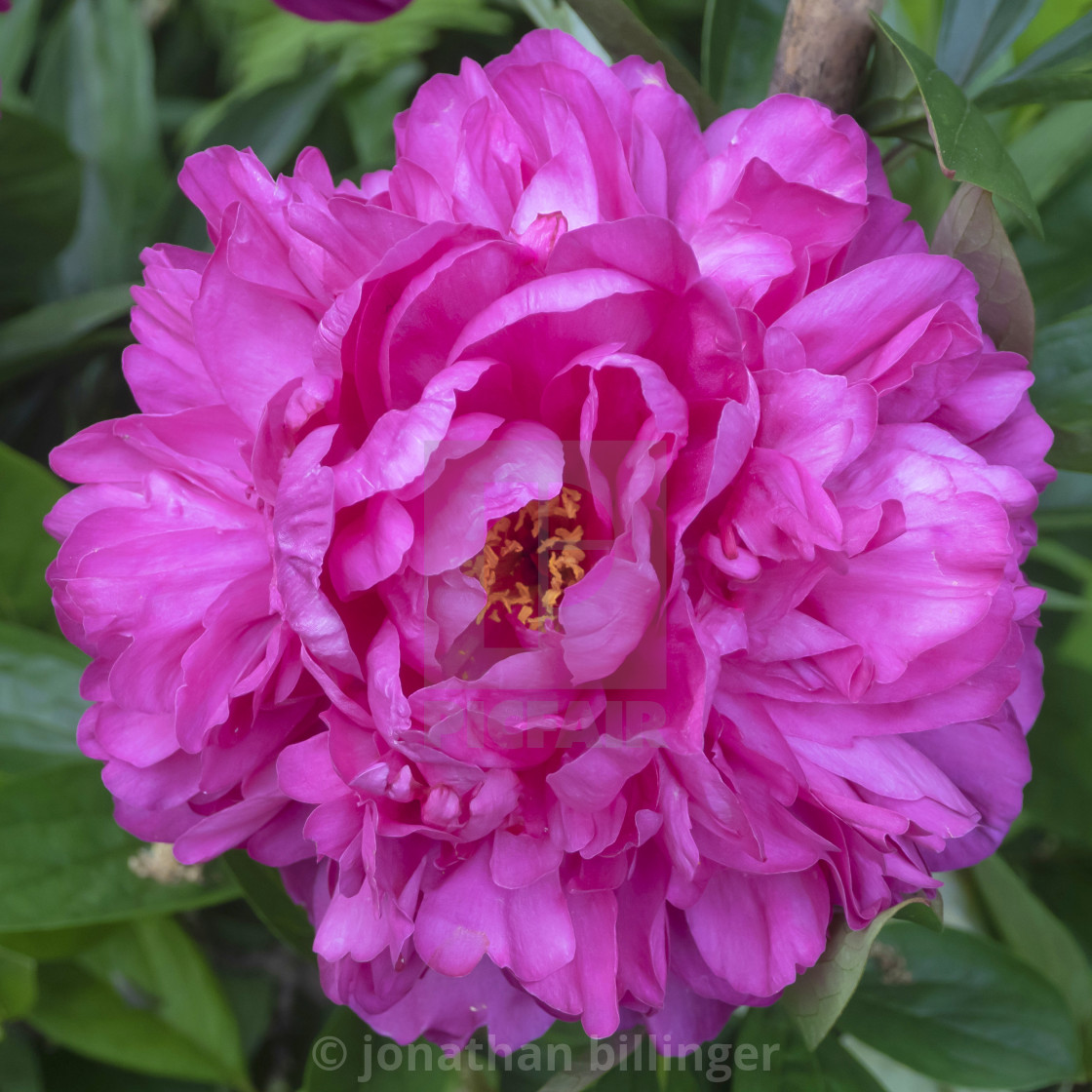 "Paeonia 20" stock image