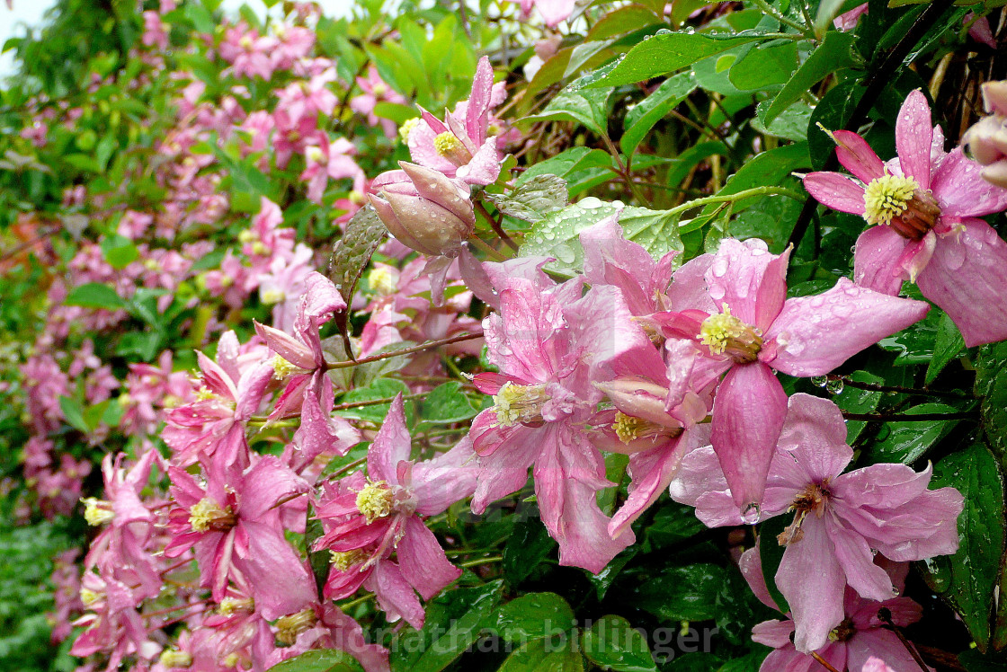 "Pink Clematis in the Rain, 2" stock image