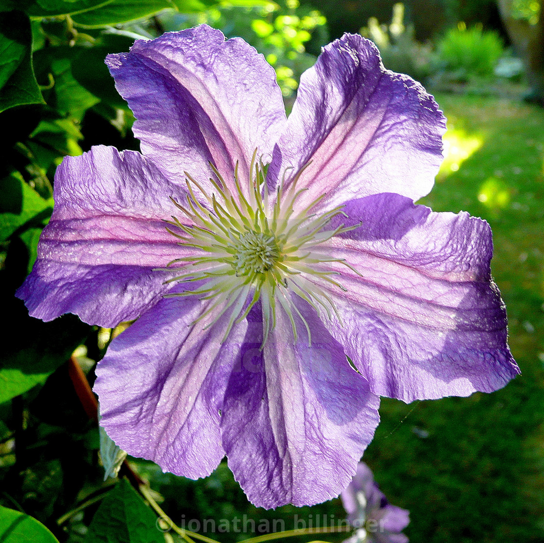 "Blue Clematis, 1" stock image