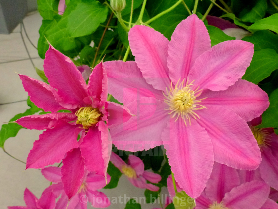 "Pink Clematis, 1" stock image