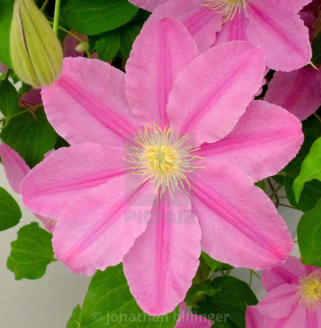 "Pink Clematis, 2" stock image