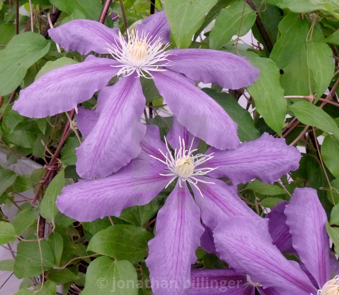 "Blue Clematis, 2" stock image