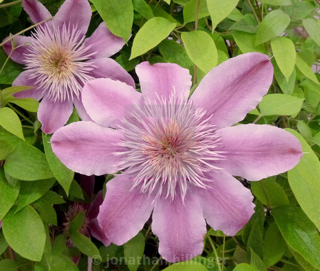 "Clematis 'Nelly Moser', 1" stock image