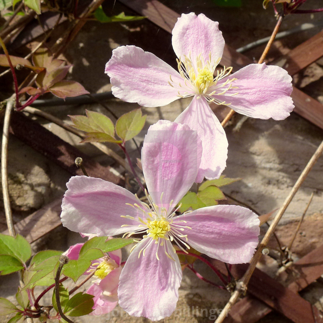 "Clematis montana, 1" stock image