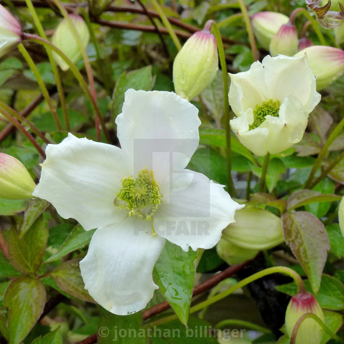 "Clematis montana, 2" stock image