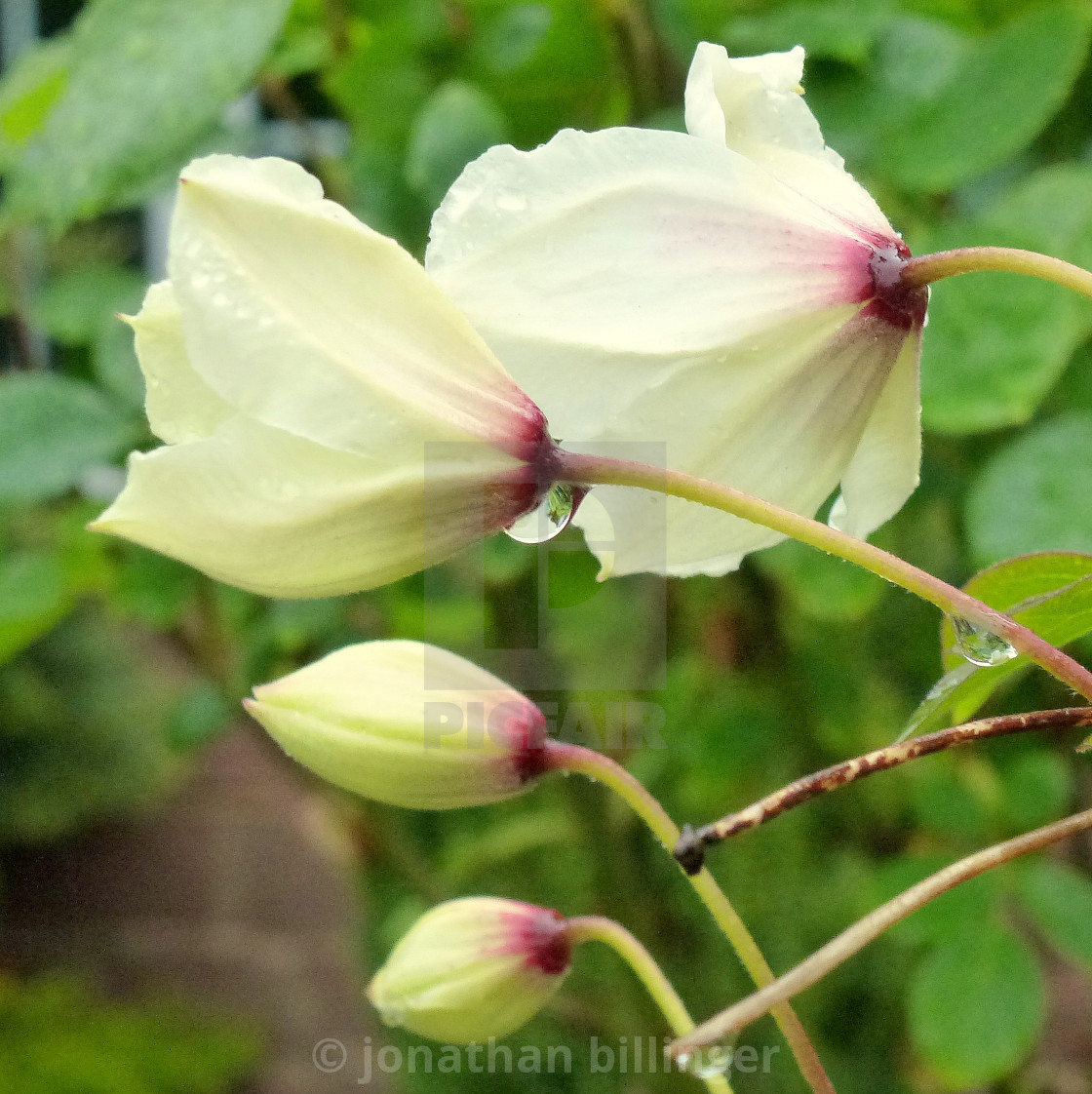 "Clematis montana, 3" stock image