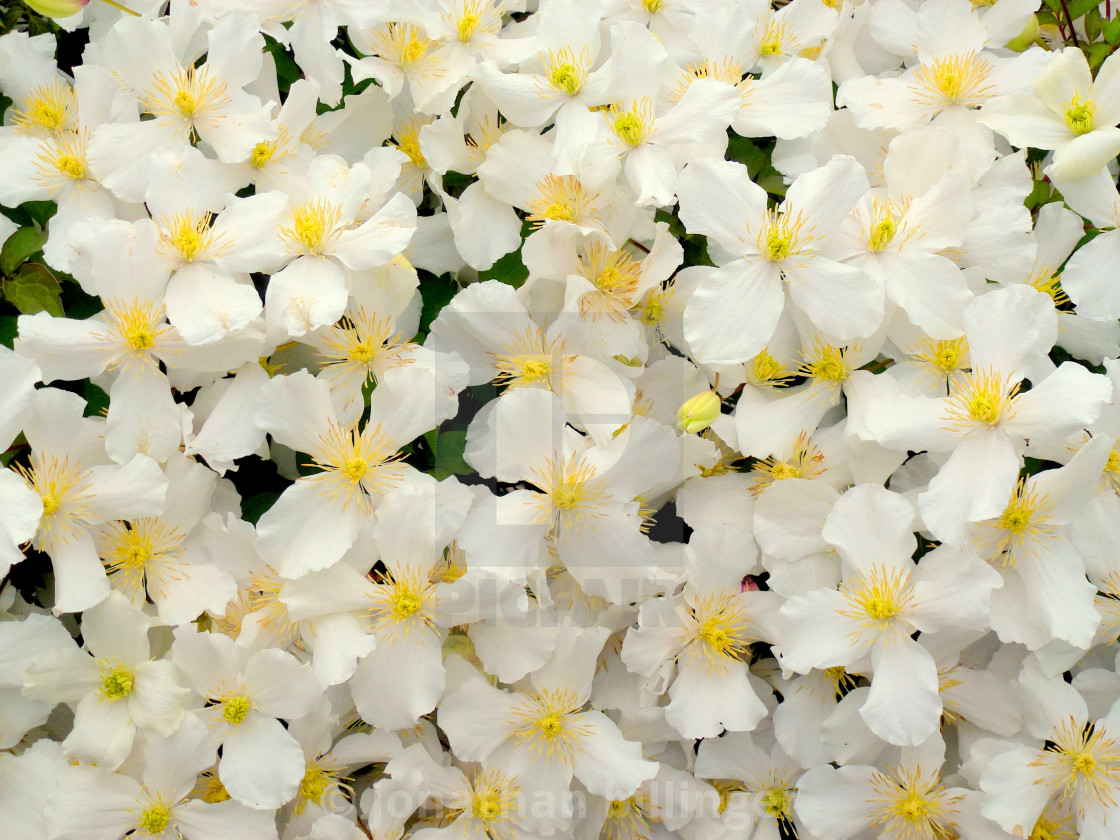 "Clematis montana, 4" stock image