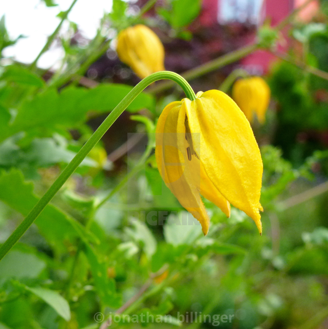 "Clematis tangutica, 1" stock image