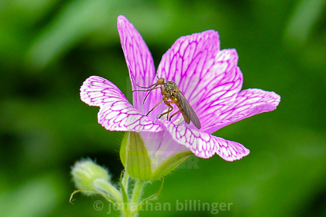 "Insect on Geranium" stock image