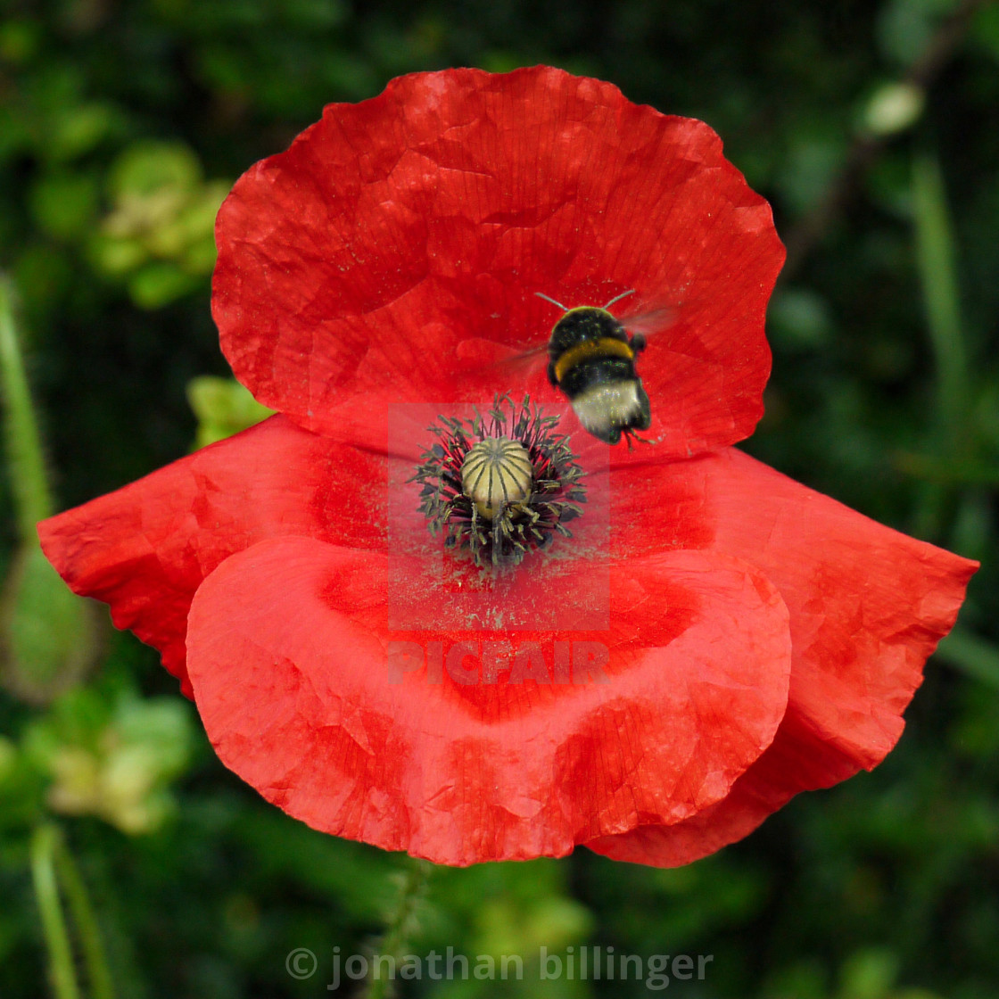 "Coming in to land" stock image