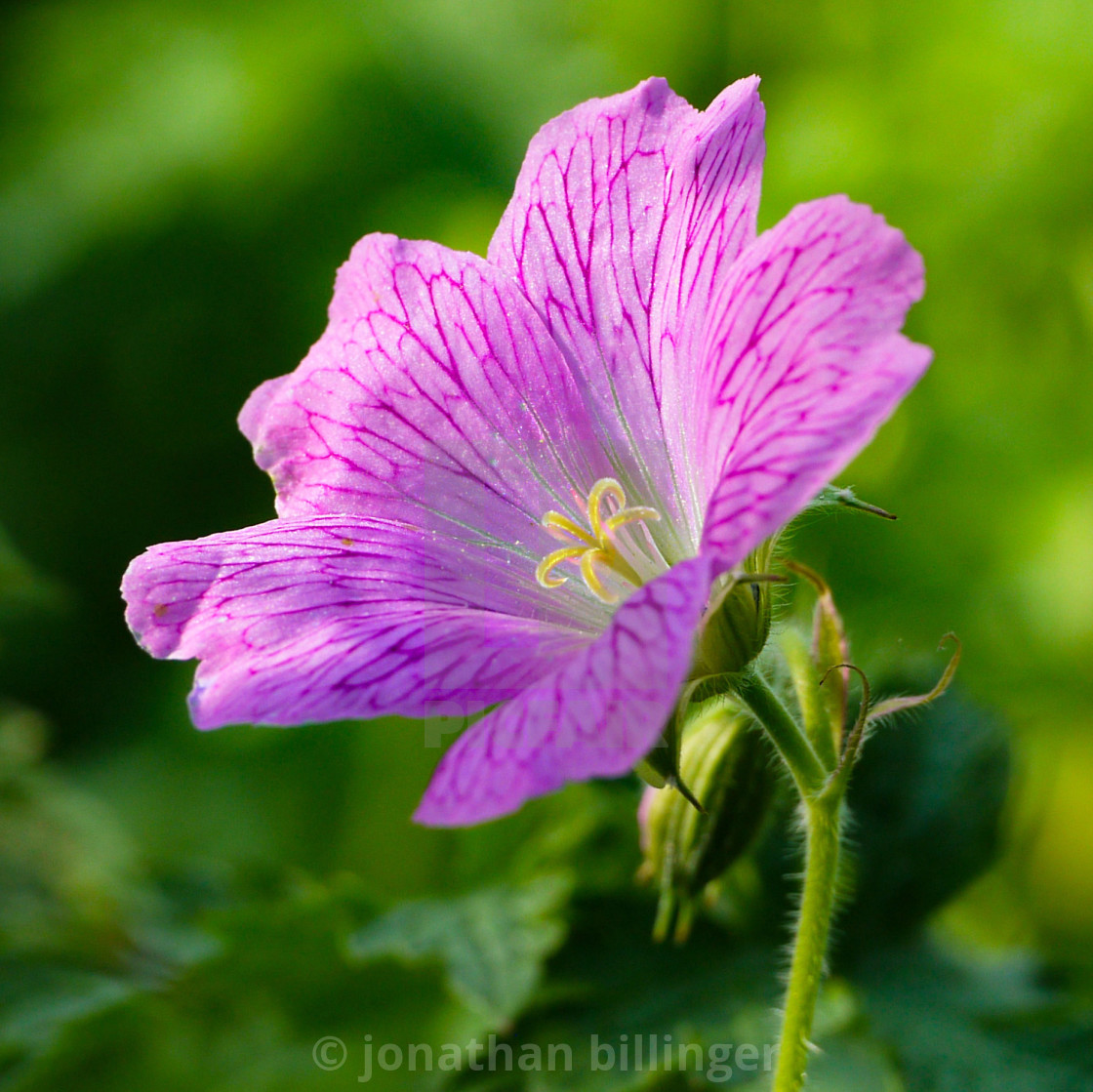 "Geranium, 1" stock image