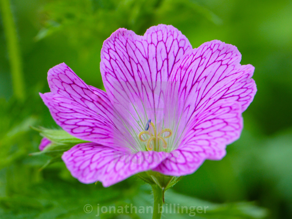 "Geranium, 2" stock image