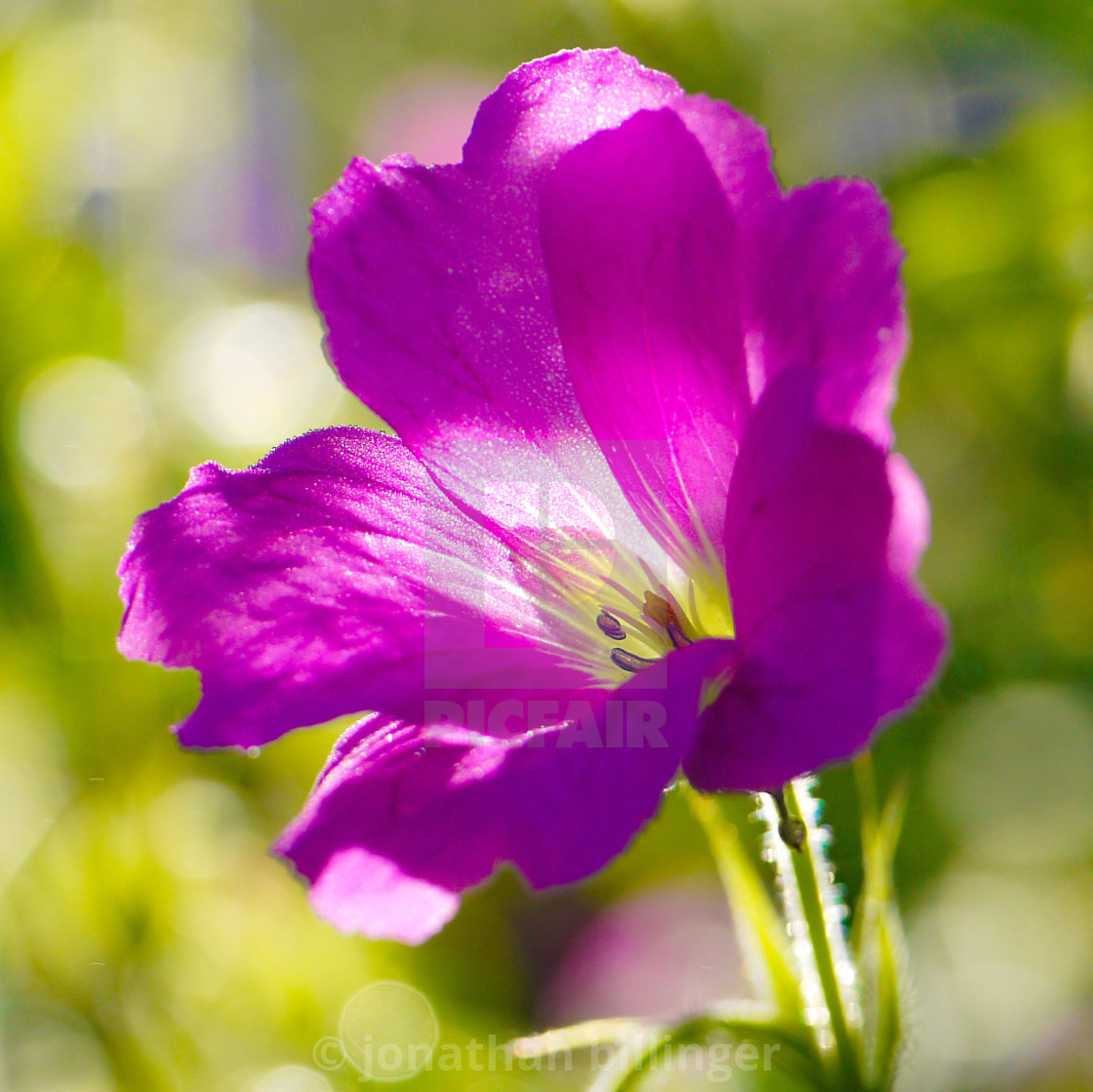 "Geranium, 3" stock image