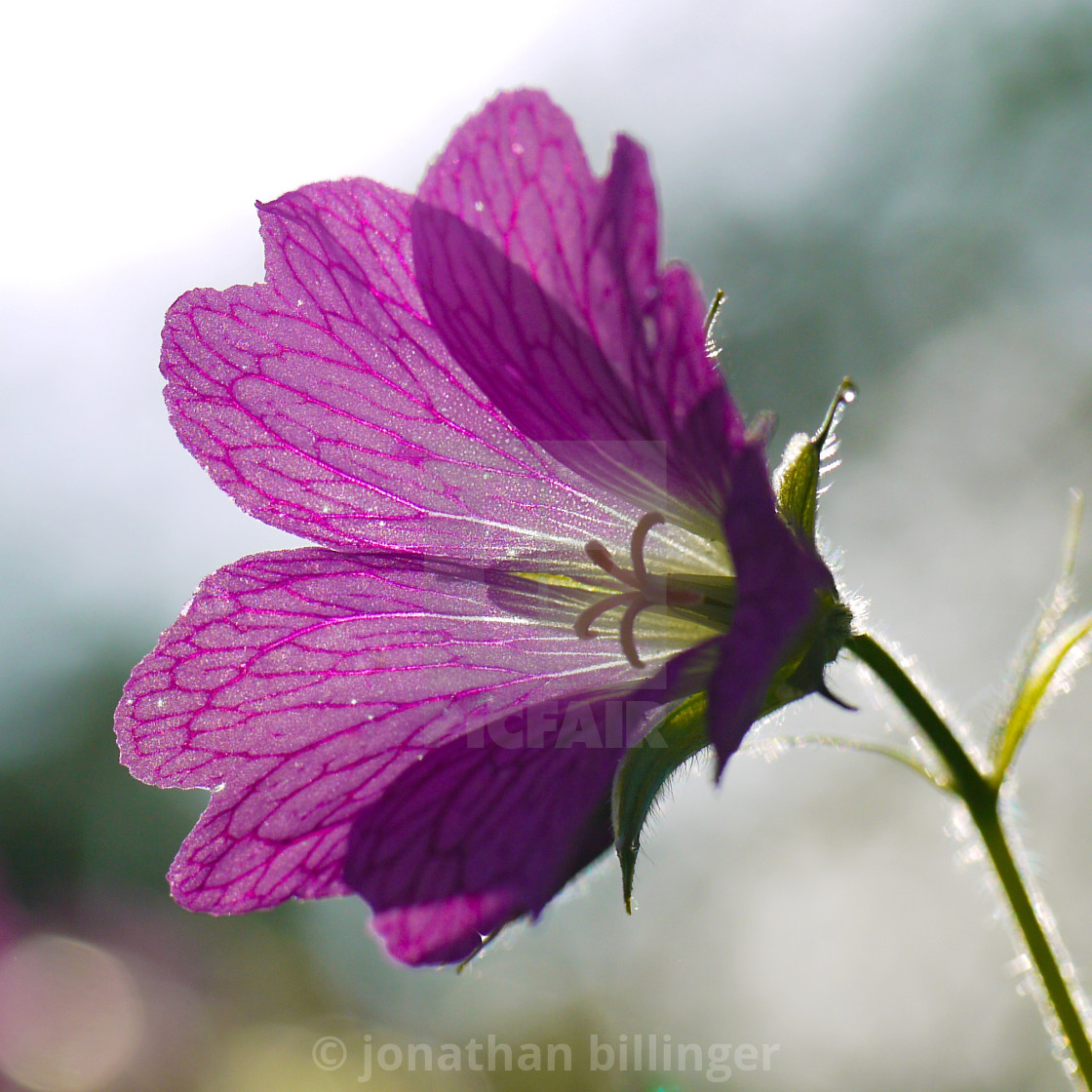 "Geranium, 4" stock image