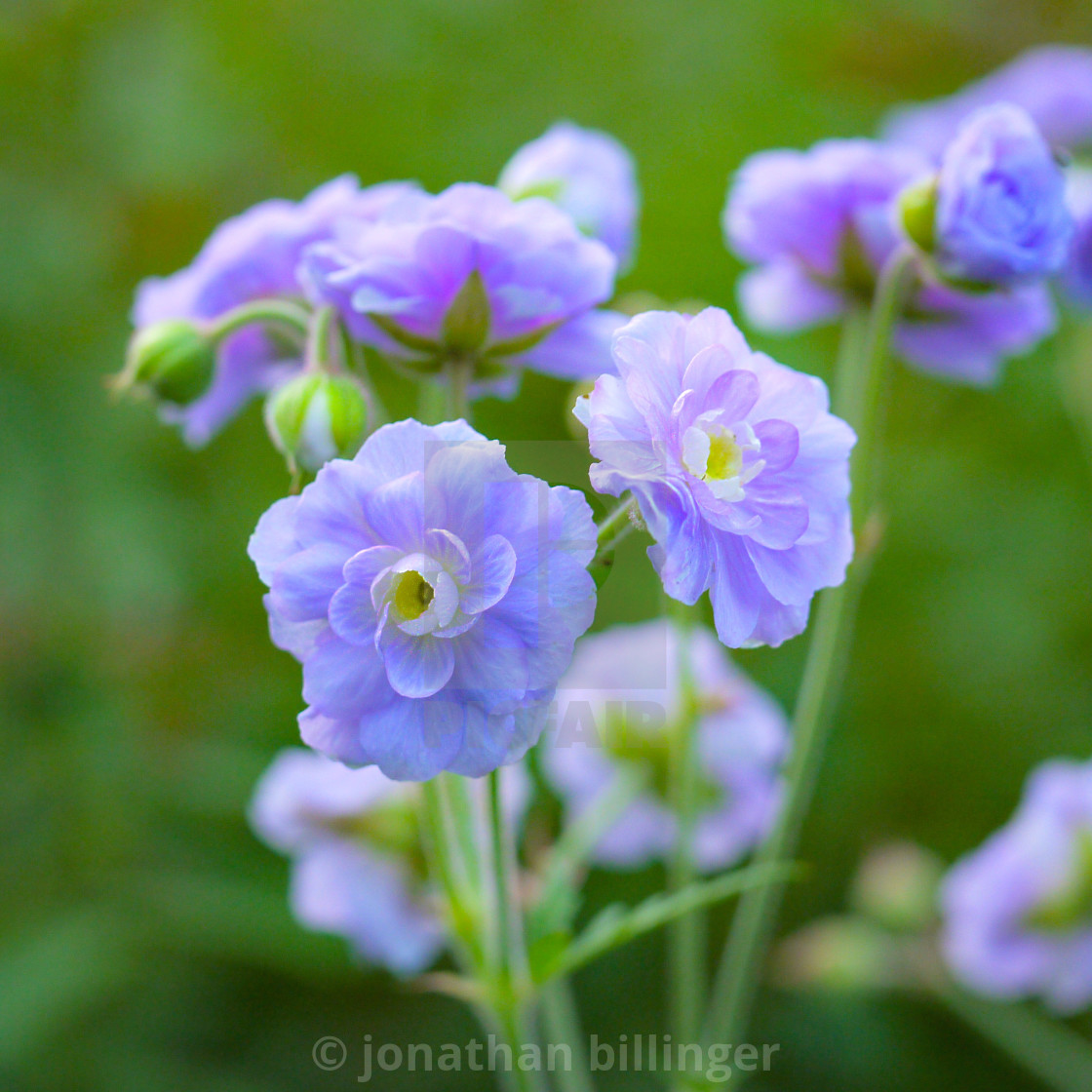 "Geranium, 5" stock image