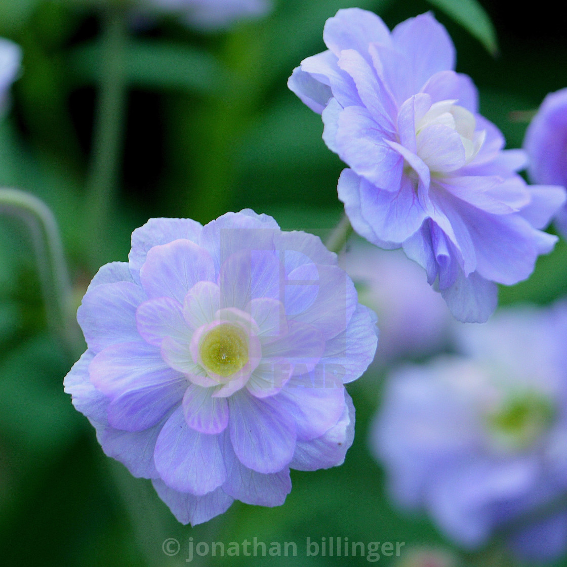 "Geranium, 7" stock image