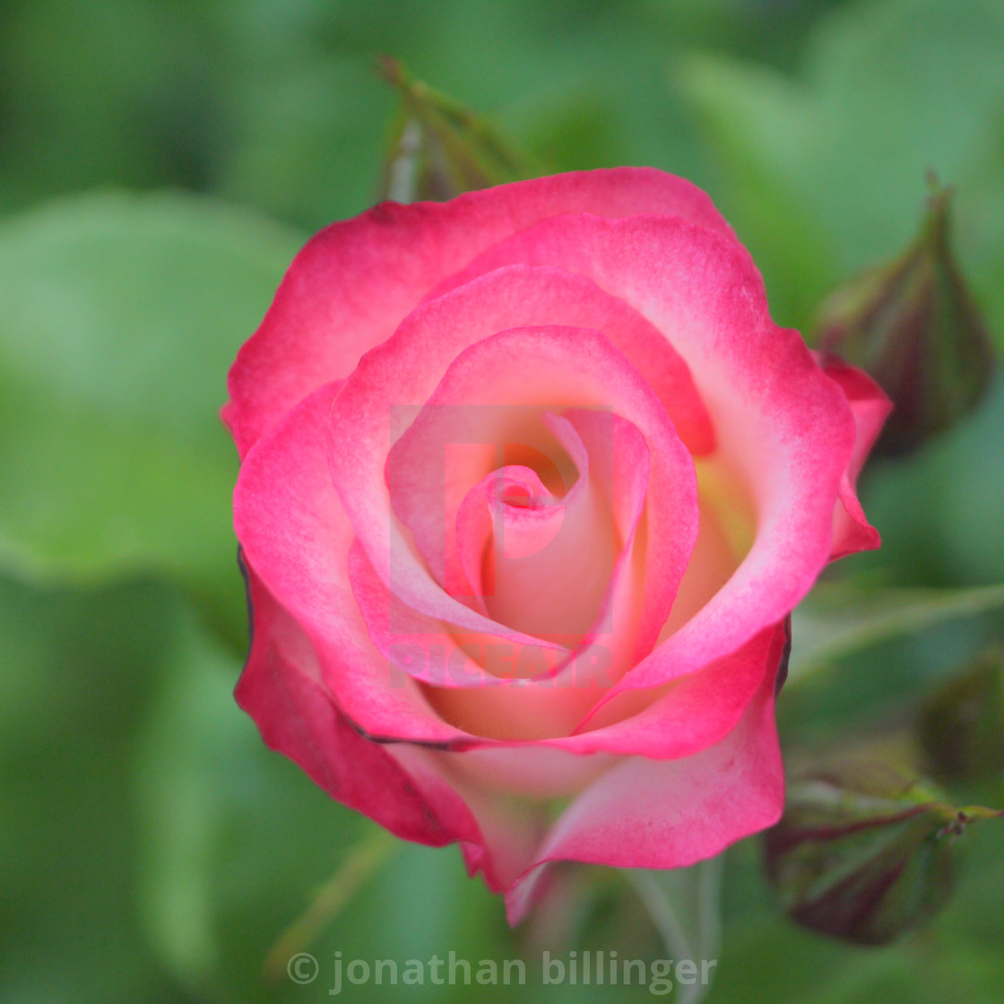 "Summer Rose, 1" stock image