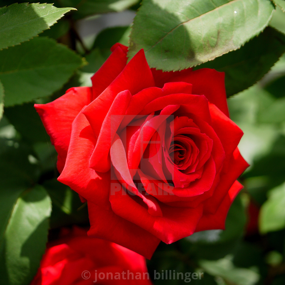 "Summer Rose, 2" stock image