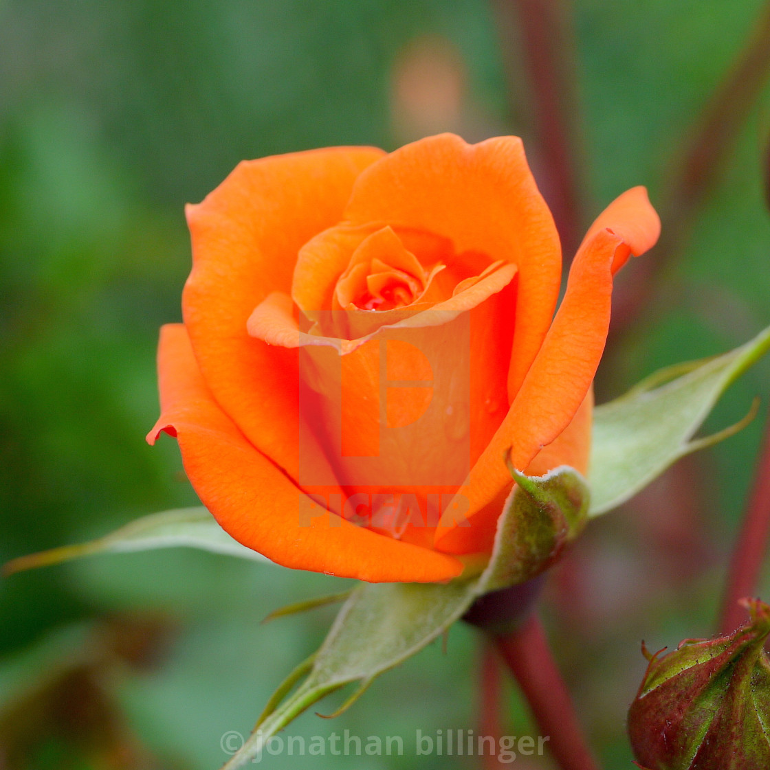 "Summer Rose, 5" stock image