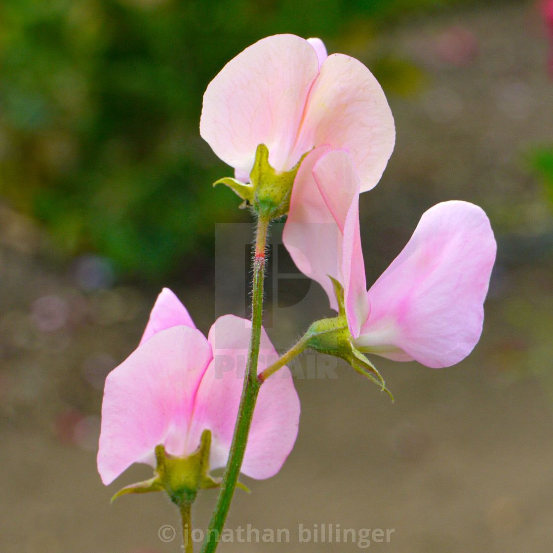 "Sweet Pea, 5" stock image