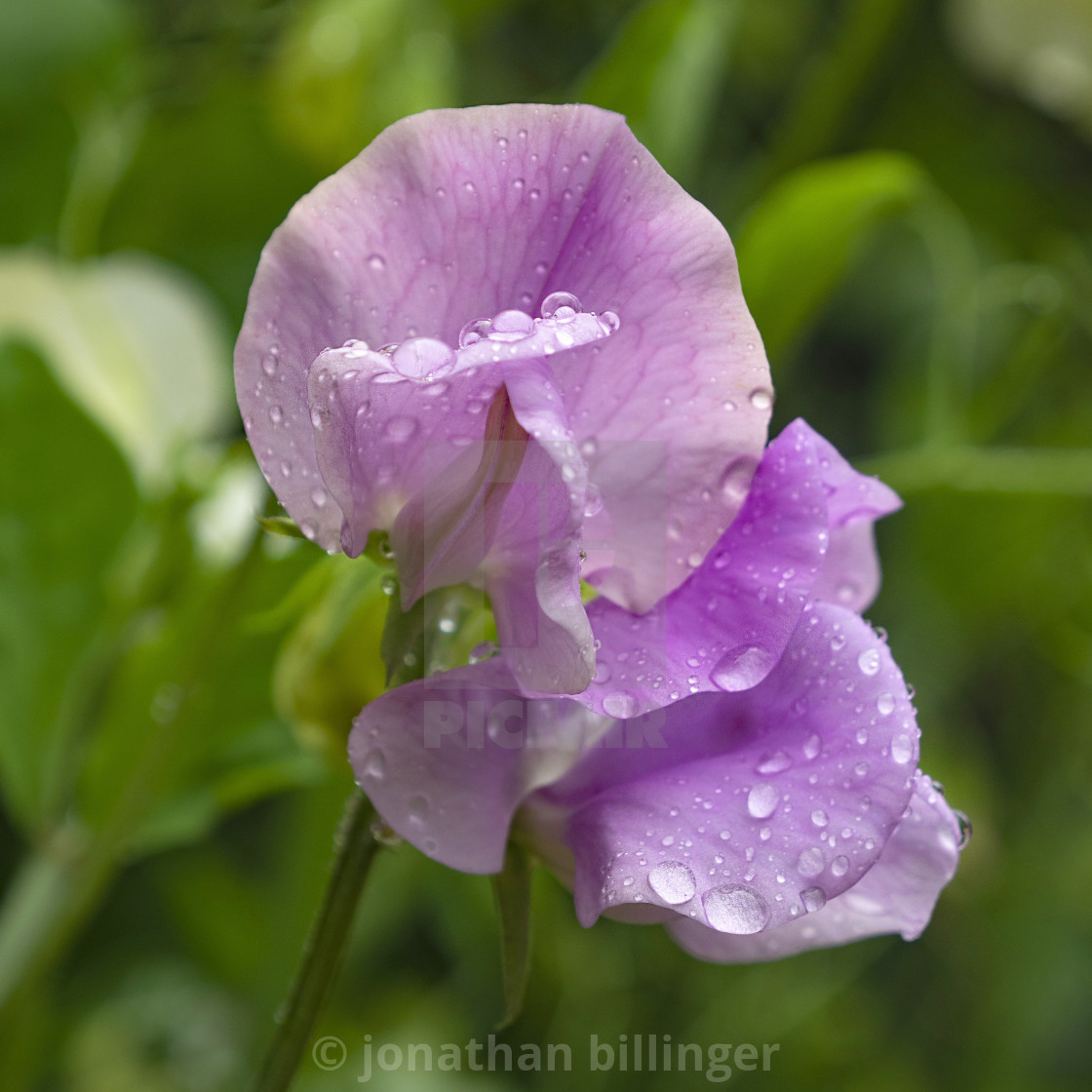 "Sweet Pea, 11" stock image