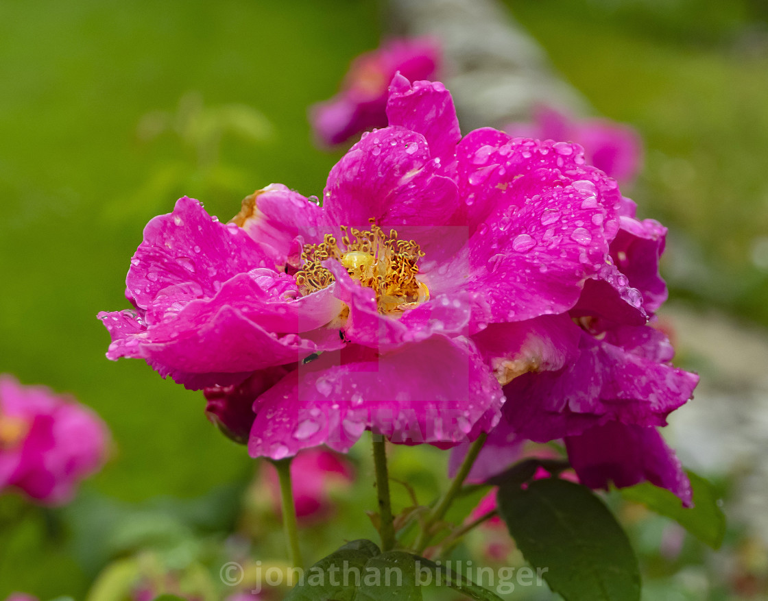 "Rosa rugosa 'Rubra'" stock image