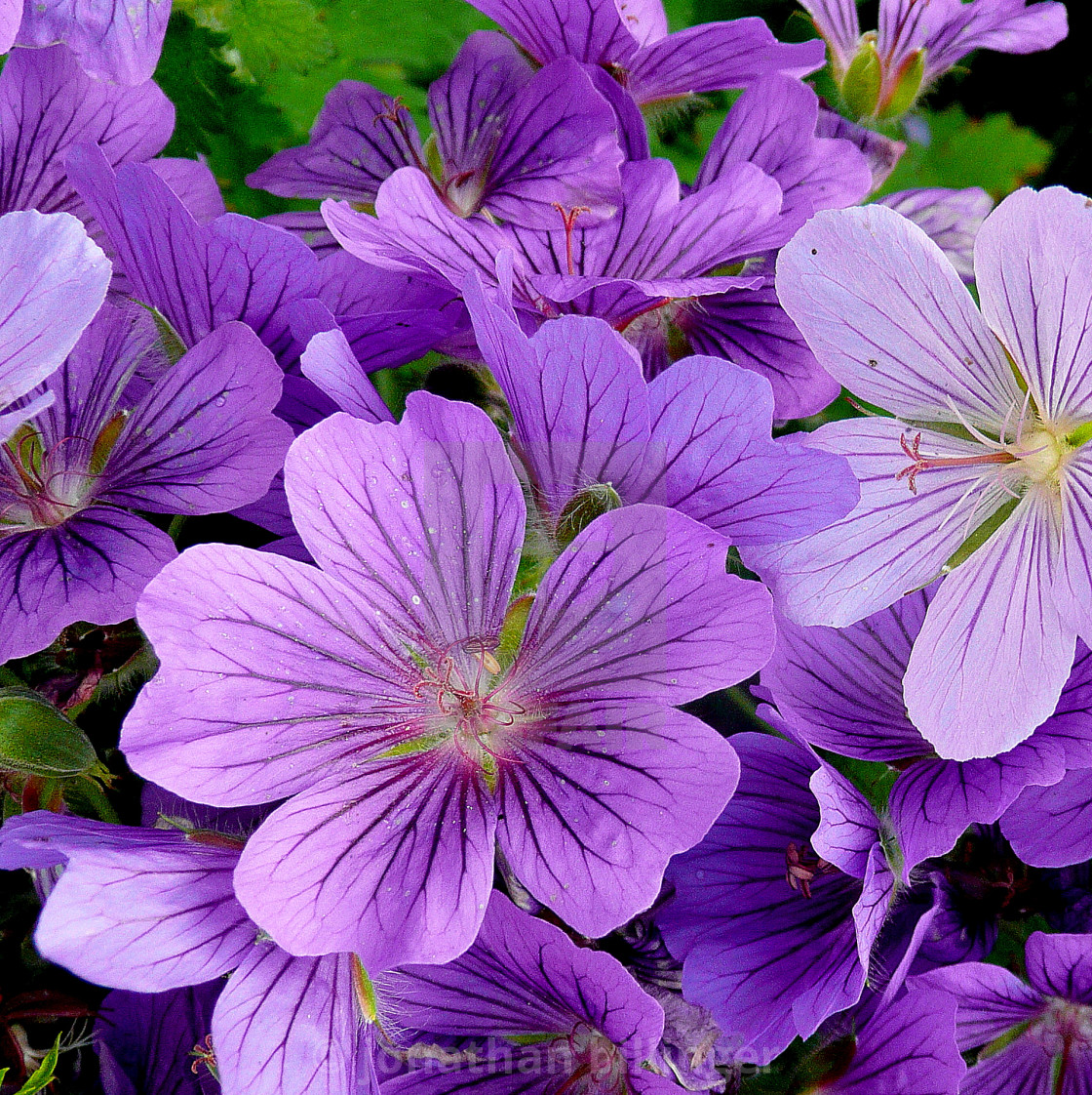 "Geranium, 9" stock image