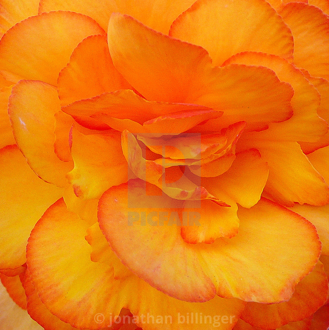 "Begonia tuberosa, 3" stock image