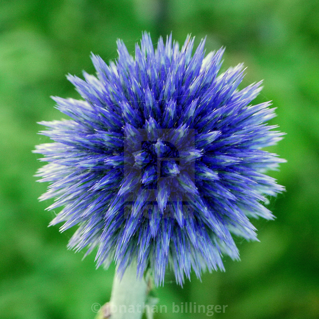 "Echinops ritro, Globe Thistle, 8" stock image