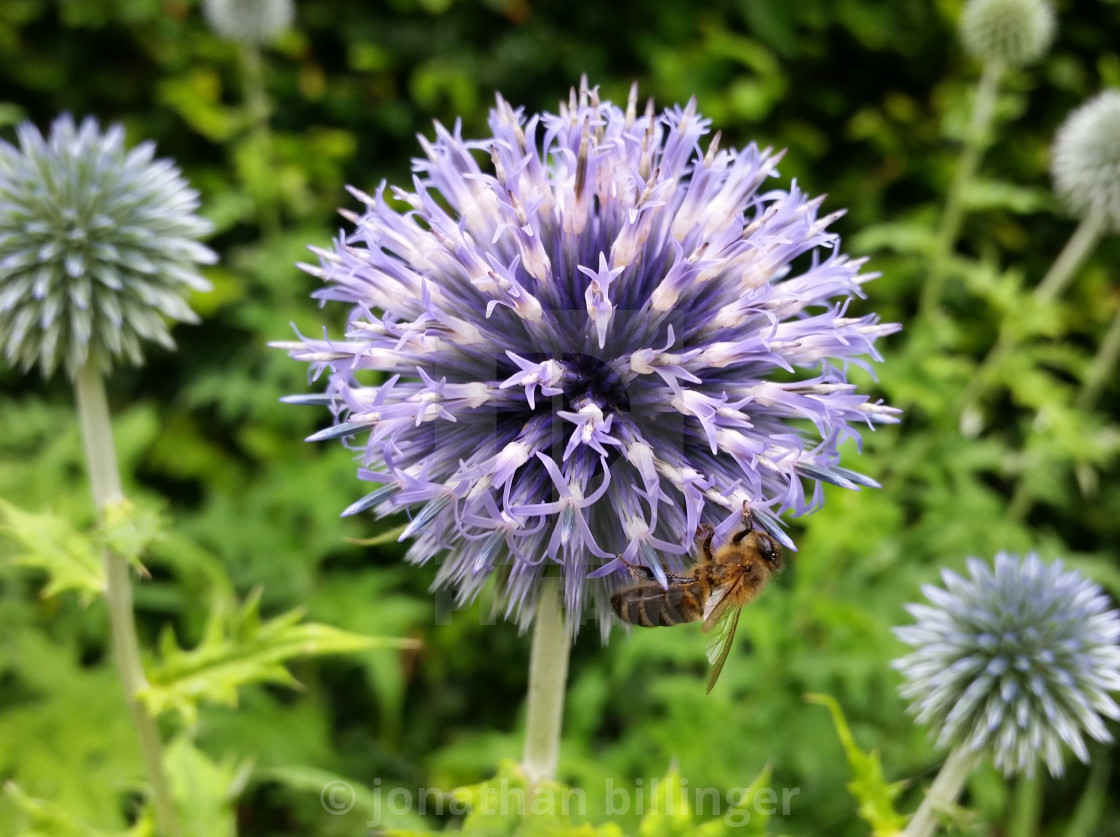 "Echinops ritro, Globe Thistle, 9" stock image