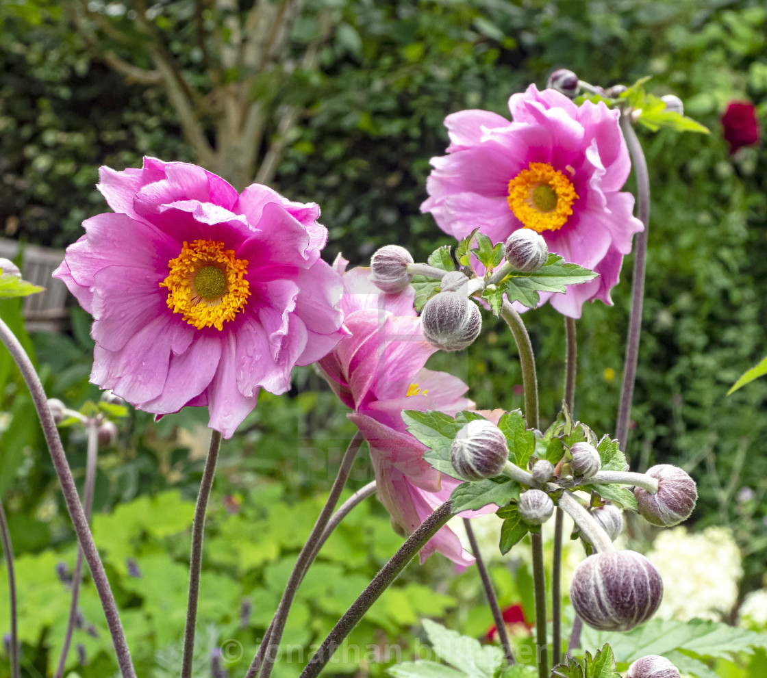 "Pink Japanese Anemone, 1" stock image