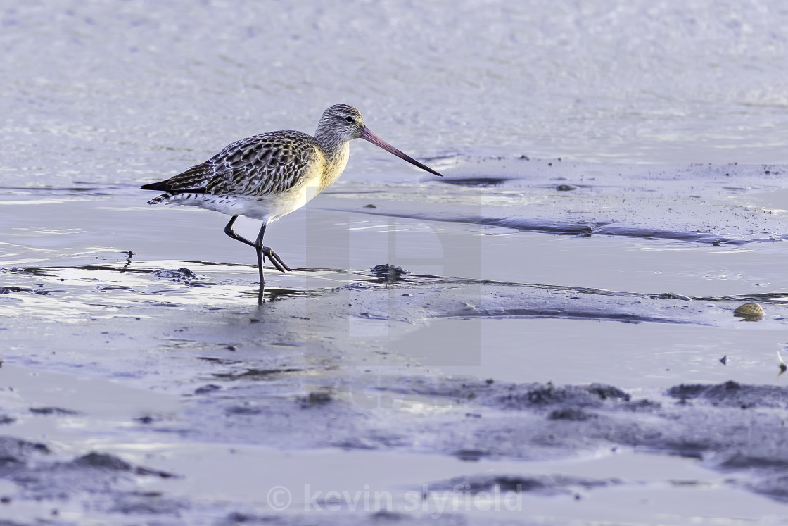 "Bar Tailed Godwit" stock image