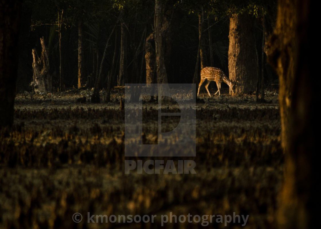 "Distant Deer" stock image