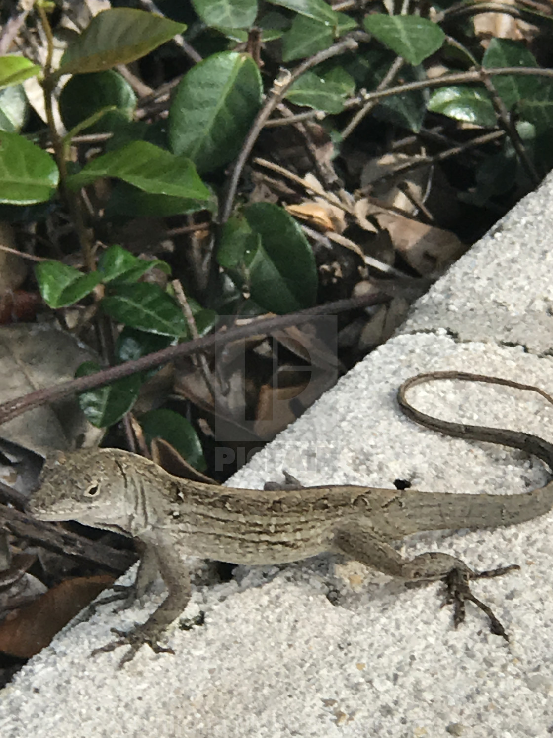 Lagartija Posa Para La Foto License Download Or Print For 12 40 Photos Picfair